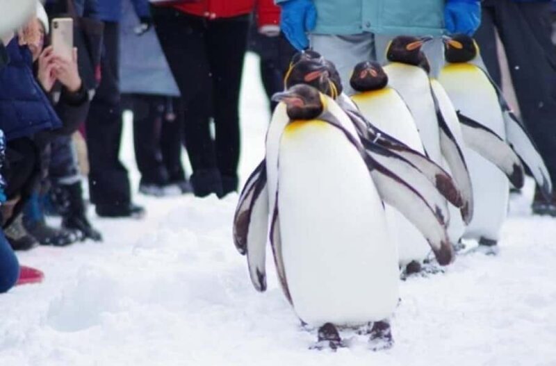 Sapporo: Asahiyama Zoo and Blue Pond Day Trip - An In-Depth Look at the Tour Experience