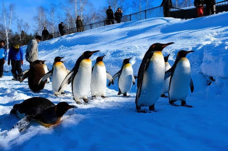 Sapporo: Asahiyama Zoo and Ningle Terrace Trip /w Pickup - Who Will Enjoy This Tour?