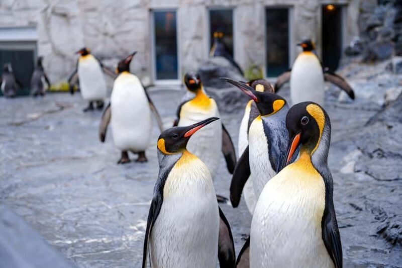 Sapporo: Asahiyama Zoo and Shirahige Falls Trip /w Pickup - Frequently Asked Questions