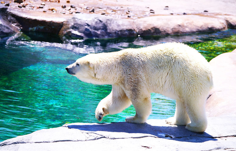 Sapporo Asahiyama Zoo & Farm Tomita Full-Day Tour with Blue Pond - What makes this Hokkaido day trip useful