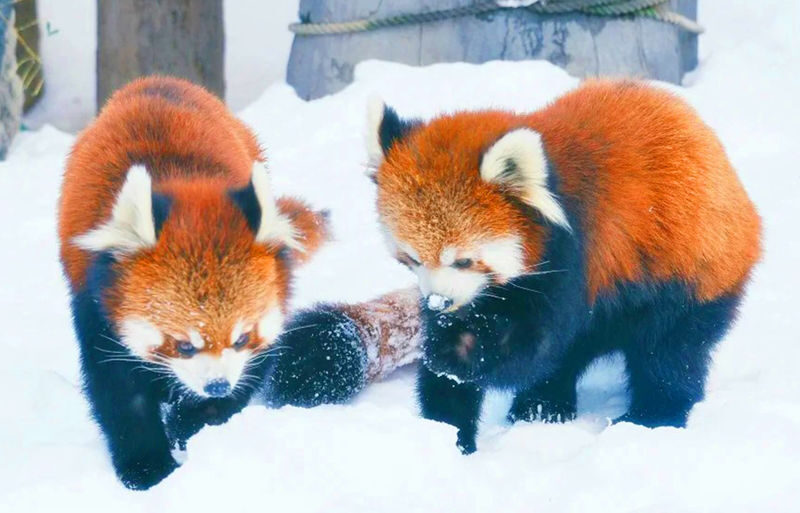 Sapporo Asahiyama Zoo & Farm Tomita Full-Day Tour with Blue Pond - From Sapporo to Asahiyama Zoo