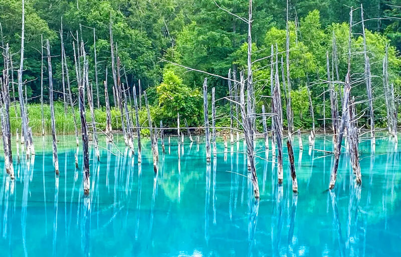 Sapporo Asahiyama Zoo & Farm Tomita Full-Day Tour with Blue Pond - Blue Pond: a scenic stop with a different mood
