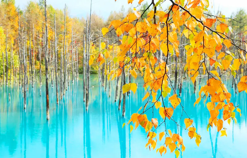 Sapporo Asahiyama Zoo & Farm Tomita Full-Day Tour with Blue Pond - Shirahige Falls and Ningle Terrace add range