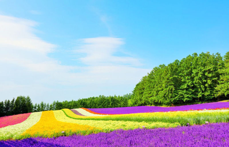 Sapporo Asahiyama Zoo & Farm Tomita Full-Day Tour with Blue Pond - Booking and cancellation notes