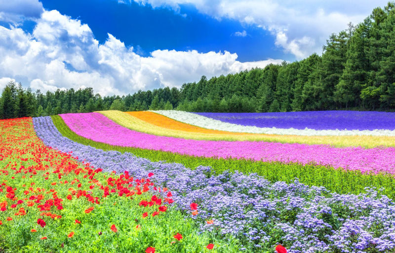 Sapporo Asahiyama Zoo & Farm Tomita Full-Day Tour with Blue Pond - Should you book?