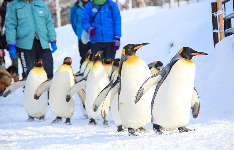 Sapporo Asahiyama Zoo & Forest Elf Terrace Winter Tour - The flower-and-scenery route is a separate proposition