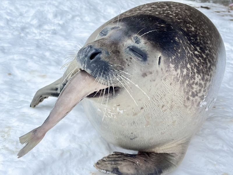 Sapporo Asahiyama Zoo & Forest Elf Terrace Winter Tour - Guides can make a long day easier