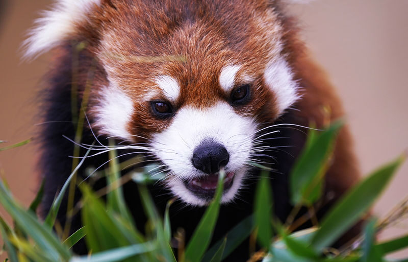 Sapporo Asahiyama Zoo & Forest Elf Terrace Winter Tour - Is $66.25 good value?