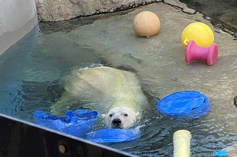 Sapporo Asahiyama Zoo Full-Day Sightseeing Bus Tour - The useful details at a glance