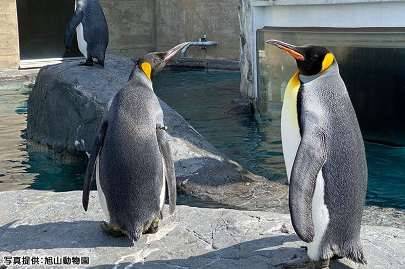 Sapporo Asahiyama Zoo Full-Day Sightseeing Bus Tour - A Sapporo-to-Asahikawa day built around the zoo