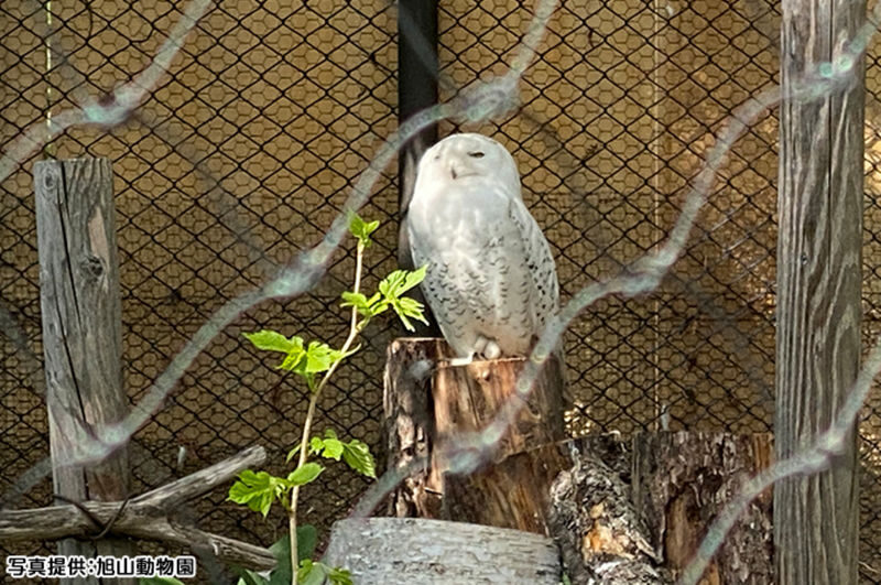 Sapporo Asahiyama Zoo Full-Day Sightseeing Bus Tour - The bus ride and the value of guided travel