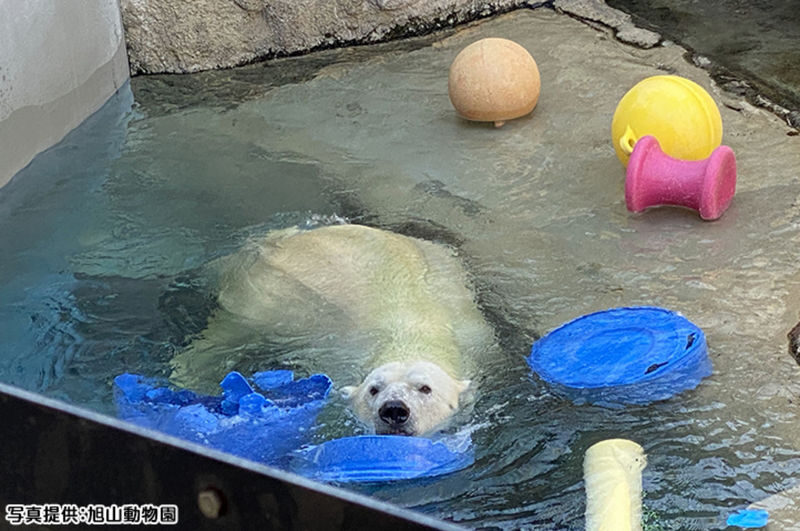 Sapporo Asahiyama Zoo Full-Day Sightseeing Bus Tour - What the price includes, and what it saves you