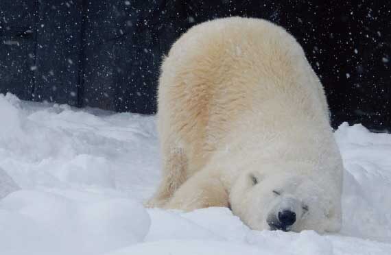 Sapporo Asahiyama Zoo & Garinko III Icebreaker Cruise - Two winter attractions, one very long day