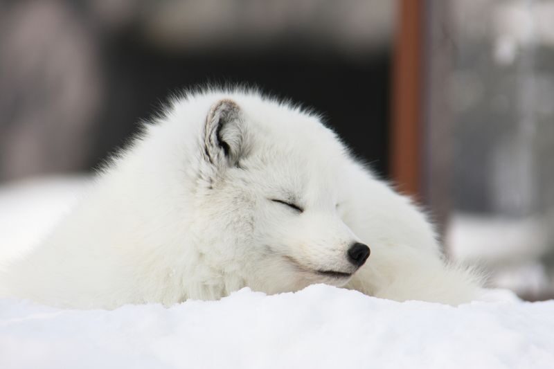 Sapporo Asahiyama Zoo & Garinko III Icebreaker Cruise - Lunch takes a little planning