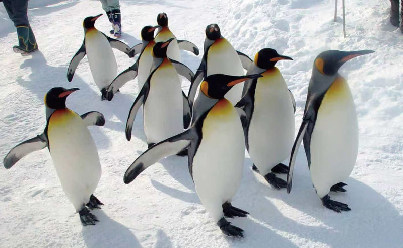 Sapporo Asahiyama Zoo & Garinko III Icebreaker Cruise - What happens if the ship cannot sail
