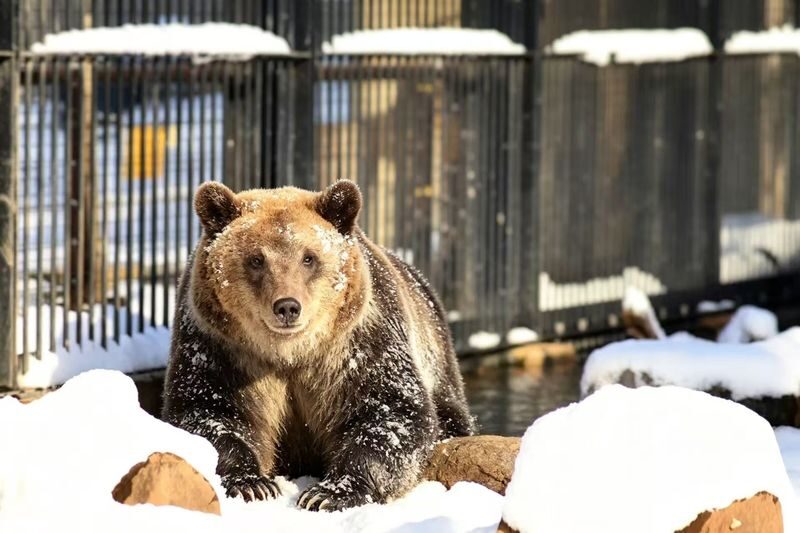 Sapporo Asahiyama Zoo & Shikisai no Oka Winter Tour - Is this the right Hokkaido day trip for you?