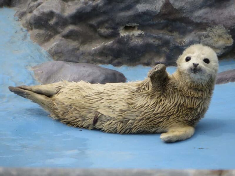 Sapporo: Asahiyama Zoo, Snow Activity, & Ningle Terrace Tour - Authentic Insights from Reviewers