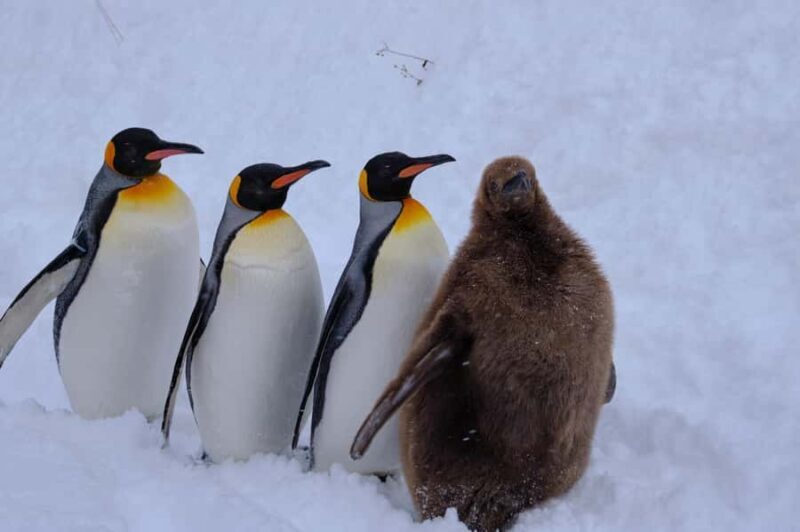 Sapporo Asahiyama Zoo, Tree Spot & Waterfalls Day Tour - What Travelers Are Saying