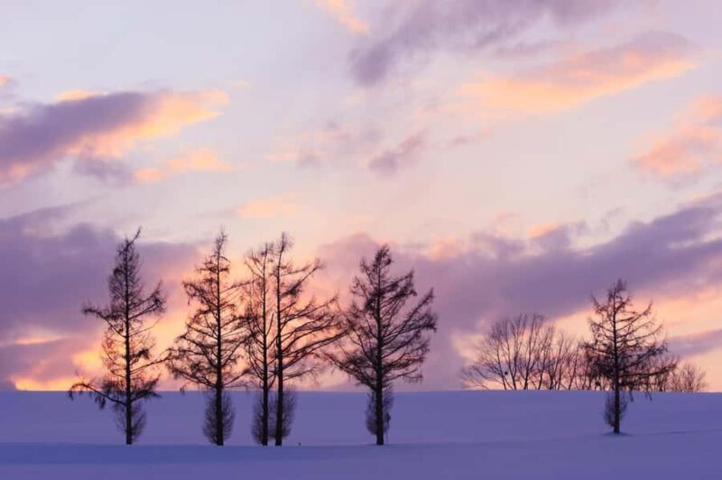 Sapporo Asahiyama Zoo, Tree Spot & Waterfalls Day Tour - The Sum Up