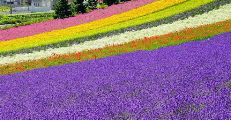 Sapporo: Biei Blue Pond & Furano Flower Farm Trip With Lunch - Trip Details and Flexibility