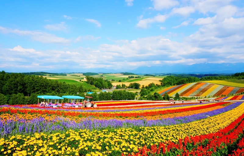 Sapporo Biei Blue Pond & Shikisai no Oka Full-Day Flower Tour - The day’s main draws