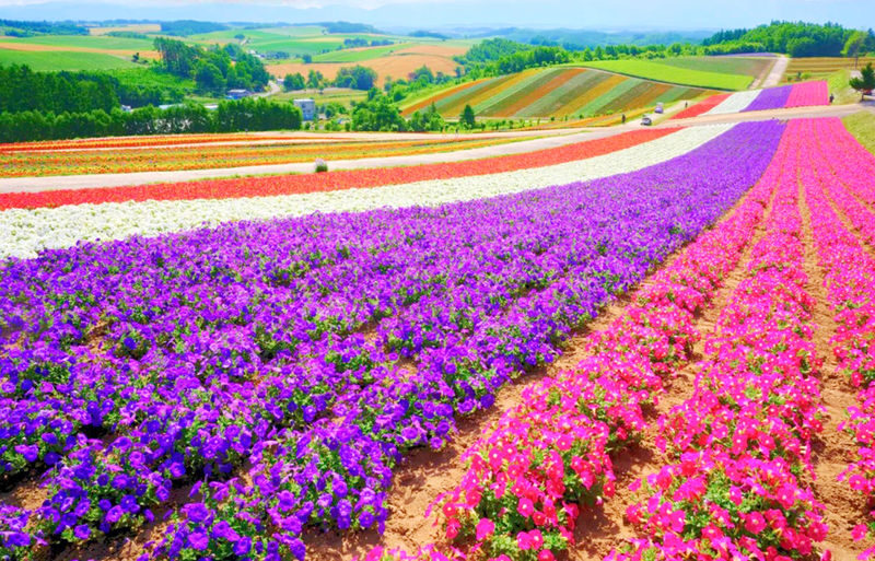 Sapporo Biei Blue Pond & Shikisai no Oka Full-Day Flower Tour - Blue Pond brings a different note to the day