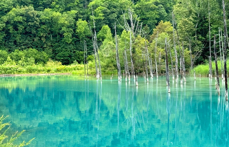 Sapporo Biei Blue Pond & Shikisai no Oka Full-Day Flower Tour - Furano adds a useful local touch