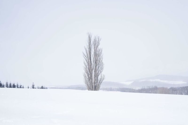 Sapporo Biei & Furano Private Full-Day Tour - Shirogane Blue Pond: the day’s named stop