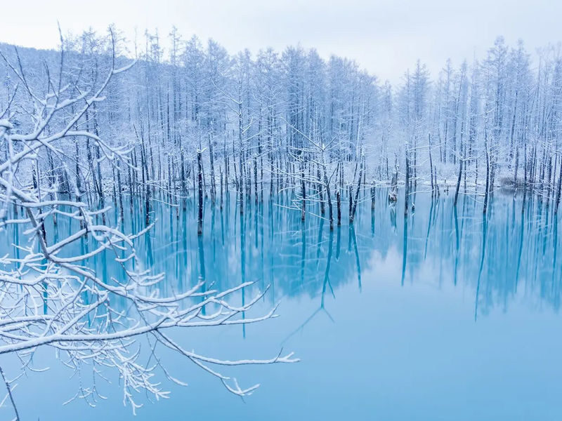 Sapporo Biei & Furano Private Full-Day Tour - The driver may make the difference