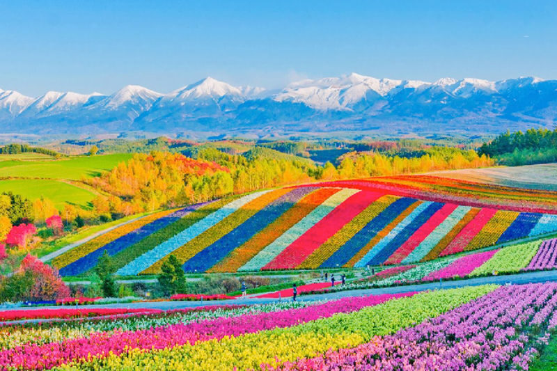 Sapporo Biei & Furano Private Full-Day Tour - Who should book this private day?
