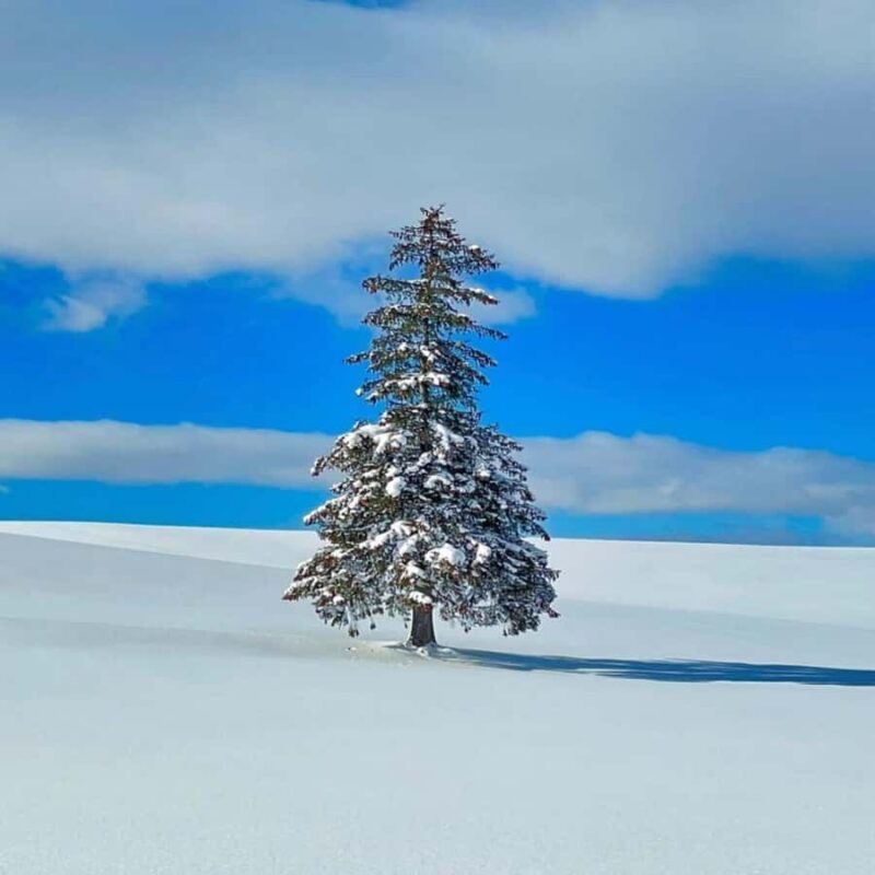 Sapporo: Biei & Furano Private Tour with Hot Spring - Good To Know