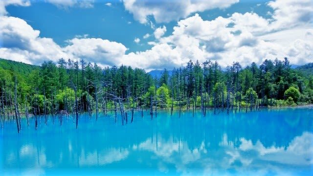 Sapporo Farm Tomita & Blue Pond Full-Day Tour - A long day from Sapporo into Furano and Biei