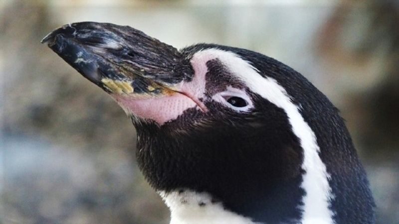 Sapporo Farm Tomita & Blue Pond Full-Day Tour - The zoo stop, lunch queues and the clock