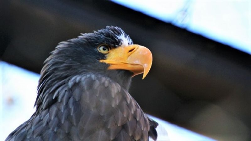 Sapporo Farm Tomita & Blue Pond Full-Day Tour - What the guide and driver can mean for your day