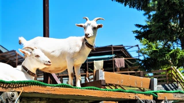Sapporo Farm Tomita & Blue Pond Full-Day Tour - Weather, cancellation and small planning details