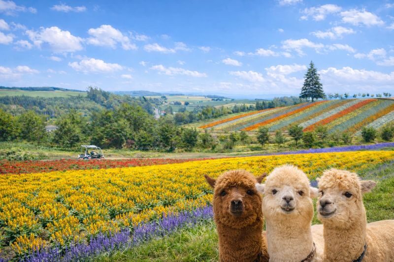 Sapporo Full-Day Furano & Biei Lavender Experience - At a glance