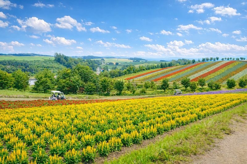 Sapporo Full-Day Furano & Biei Lavender Experience - A full day works best with a little planning