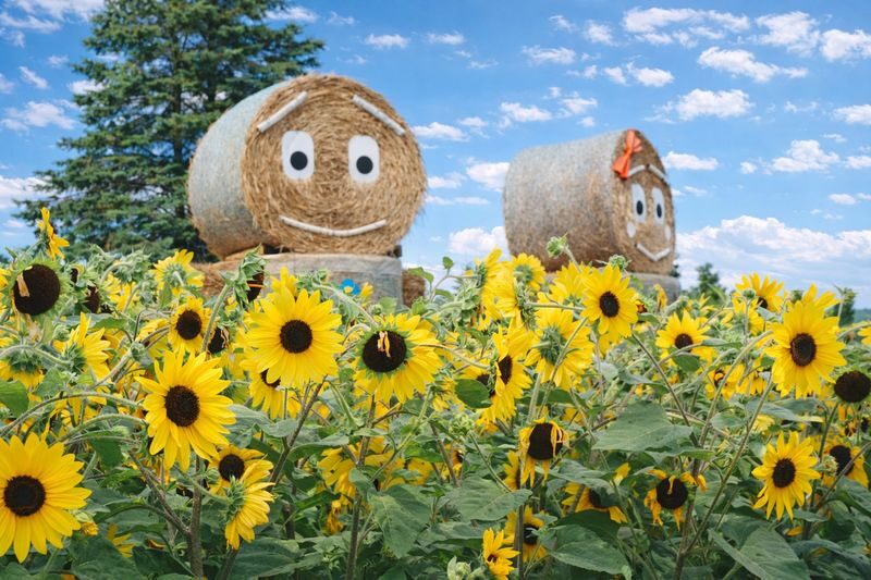 Sapporo Full-Day Furano & Biei Lavender Experience - Is the price good value?