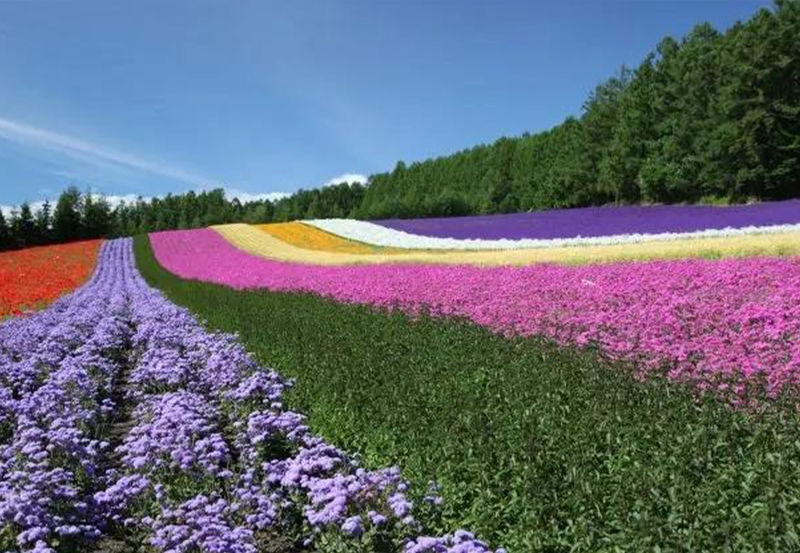 Sapporo Full-Day Shikisai No Oka & Ningle Terrace Experience with Flower Fields - Ningle Terrace: a change of scene