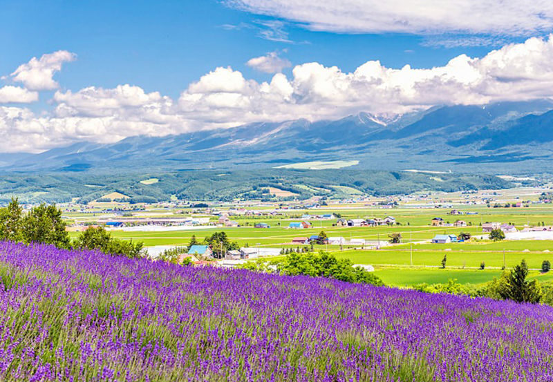 Sapporo Full-Day Shikisai No Oka & Ningle Terrace Experience with Flower Fields - What a guide adds to the day