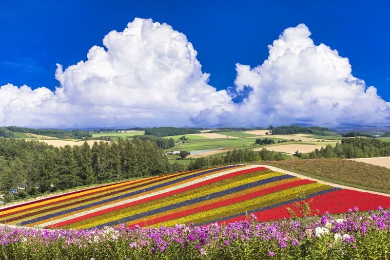 Sapporo Furano & Biei Day Trip with Flower Fields - From Sapporo to Furano, a long ride for a different Hokkaido