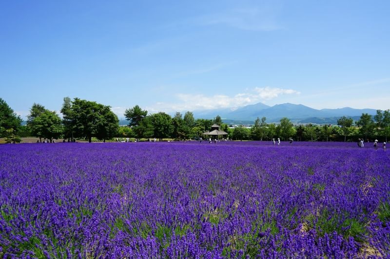 Sapporo Furano & Biei Day Trip with Flower Fields - Ningle Terrace, a wooded finish