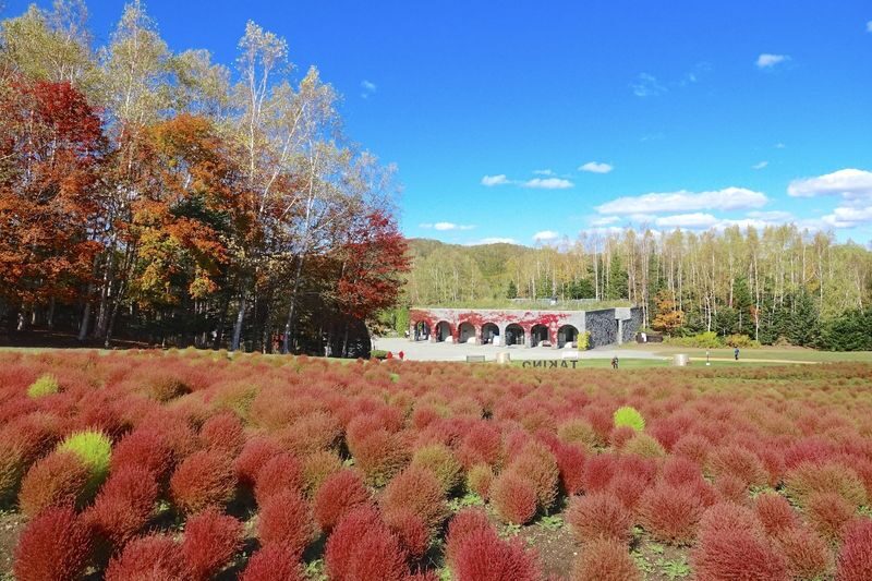 Sapporo Hill of the Buddha & Takino Autumn Cosmos & Mt. Hakkengenzan Genghis Khan BBQ & Jozankei Hoheikyo Autumn Leaves Day Trip - One day, several sides of Hokkaido