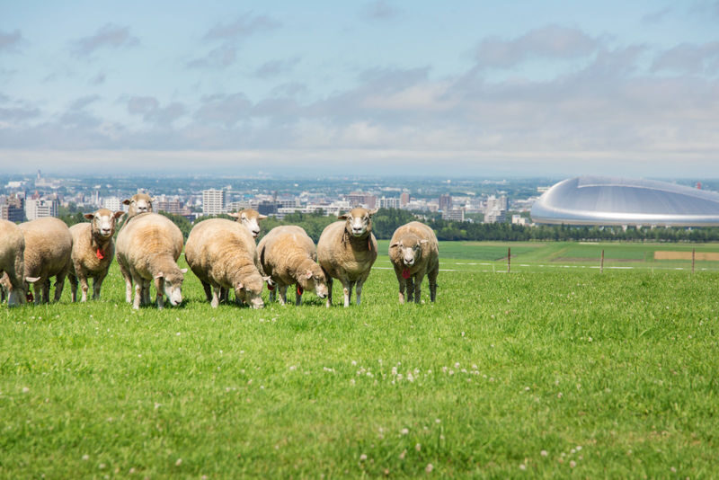Sapporo Hitsujigaoka Observation Hill - Sheep, views and a relaxed wander