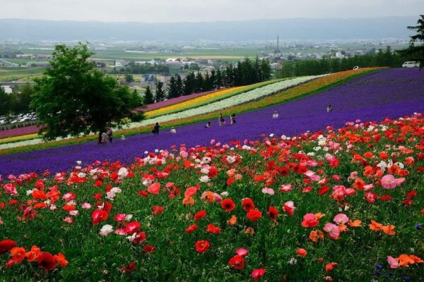 Sapporo: Hokkaido Biei Aoike and Furano Flower Sea Day Trip - Travel Tips for Sapporo