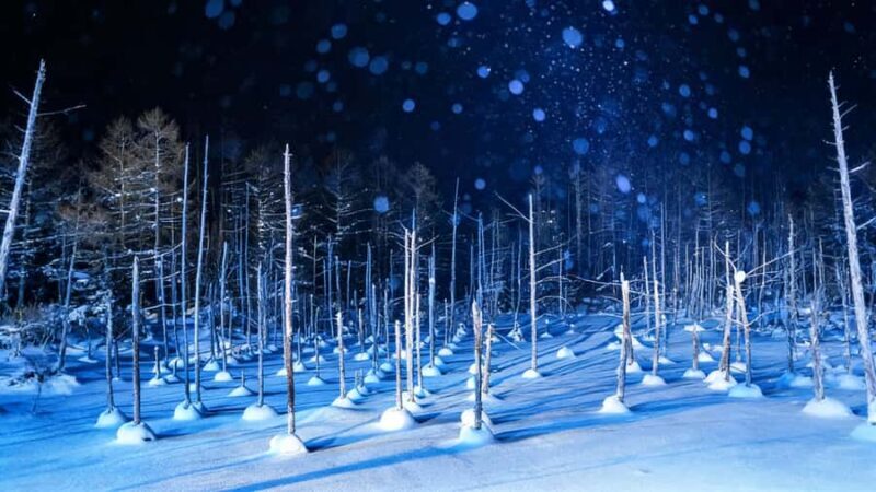 Sapporo Limited: Hokkaido Winter Blue Pond Illumination Tour - Festive Cheer at the Christmas Tree