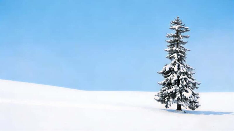 Sapporo Limited: Hokkaido Winter Blue Pond Illumination Tour - Ken & Mary: Panoramic Views from the Vehicle