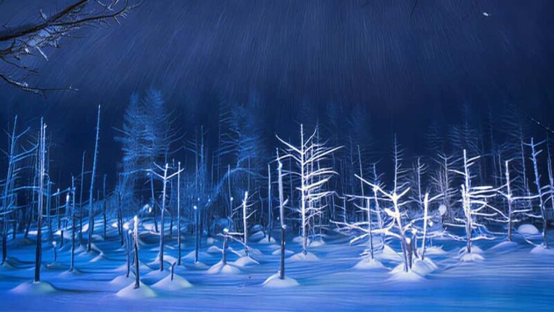 Sapporo Limited: Hokkaido Winter Blue Pond Illumination Tour - What We Love About the Tour