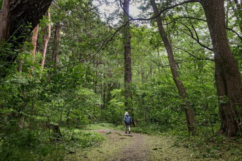 Sapporo: Mt. Maruyama Hike & Okurayama Ski Jump - Who Will Enjoy This Tour?