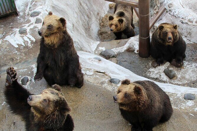 Sapporo: Noboribetsu Hell Valley, Lake Toya & Bear Farm Tour - Who Is This Tour Best For?